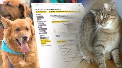 Łódź uruchomiła Platformę Ogłoszeń Tymczasowej Opieki nad Zwierzętami