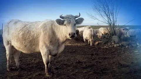 Zachodniopomorskie: „gang krowokradów” uprowadza cenne okazy