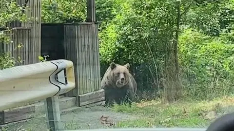 "Po drugiej stronie słuchawki młody mężczyzna krzyczał, że zaatakował ich niedźwiedź i że zabrał dziewczynę"