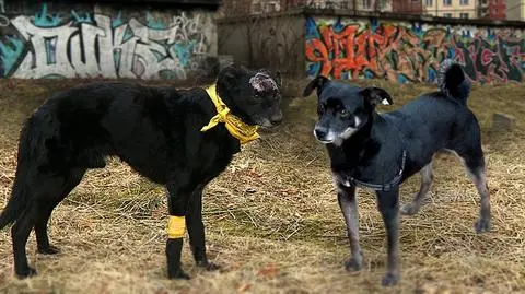 Skatowany kundelek pozostawiony na pewną śmierć