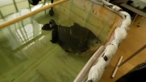 Mieszkańcy Świnoujścia ruszyli na pomoc piranii Kasi 