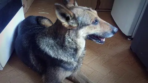 Pies tkwił uwięziony w kanale burzowym przez tydzień