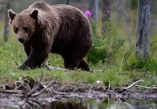 Mają zgodę na zastrzelenie trzech bieszczadzkich niedźwiedzi