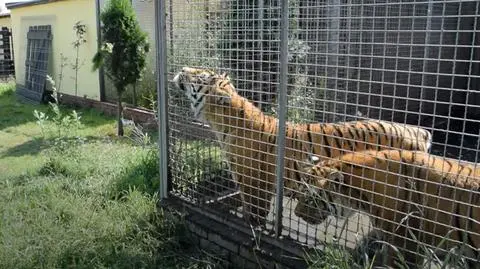 Egzotyczne zwierzęta trzymane w skandalicznych warunkach