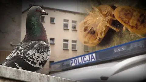 Pogryzieni przez kleszcze policjanci na komisariacie w Poznaniu