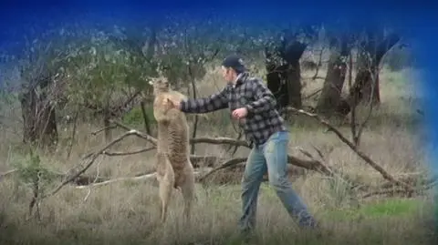 Człowiek kontra kangur. Torbacz dostał w pysk za zaatakowanie psa