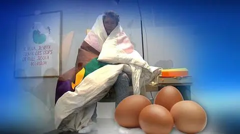 Artysta szuka nowej perspektywy. Publicznie wysiaduje więc jaja