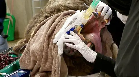 Dentyści i lekarze z wizytą... u zwierząt w zoo w Poznaniu