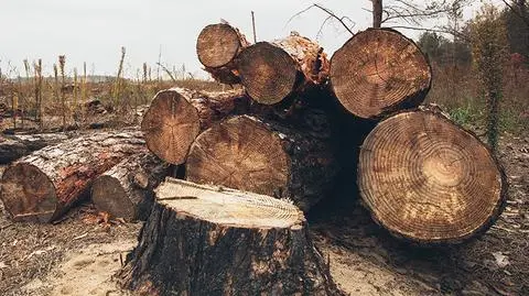 Lex Szyszko znowelizowane. "Piły i siekiery chodzą dalej"