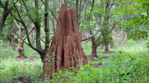 Termity działają jak "malutkie drukarki 3D". Stworzenia zainspirowały architektów