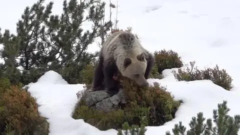 Hiszpania: w Górach Kantabryjskich coraz łatwiej spotkać niedźwiedzie. Powstał specjalny patrol