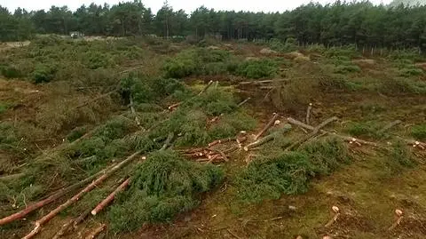 Wycięto cztery hektary chronionego lasu. Burmistrz: hordy Hunów