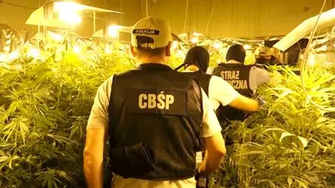 Budynek zmieniony w plantację marihuany Akcja Straży Granicznej i CBŚP