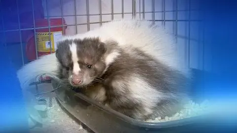 Skunks Pepe czeka na właściciela lub adopcję