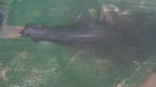 Hundreds of tons of oil spilled out onto local field in Chodecz Municipality