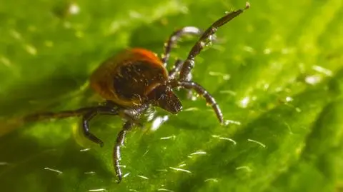 Nawet co drugi kleszcz przenosi boreliozę. Coraz więcej zachorowań