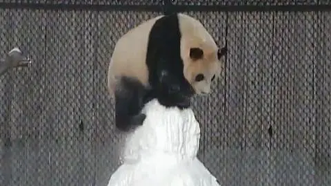 Zabawa pandy w śniegu. Film z zoo w Toronto podbija internet