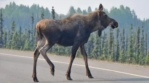 Wiceminister środowiska chce odstrzału łosi.