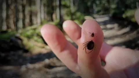 W Niemczech pojawiły się kleszcze giganty. Szybko biegają i przenoszą wirusa gorączki krwotocznej