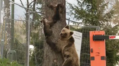 Słowacja. Niedźwiedzica z dwójką małych w centrum Starego Smokowca
