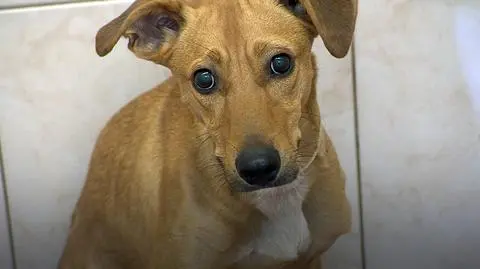 Będą surowsze kary za znęcanie się nad zwierzętami. Sejm zgodny