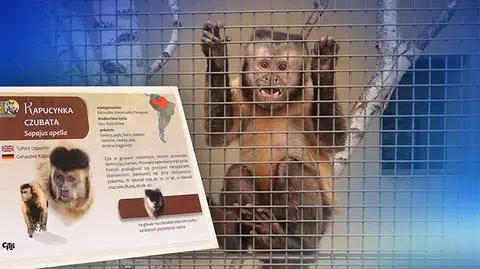 Kontrola w poznańskim zoo. "Kapucynka Lucjan groził panu inspektorowi"