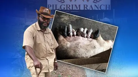 Nowe życie Johna Godsona. Były poseł został hodowcą świń w Nigerii