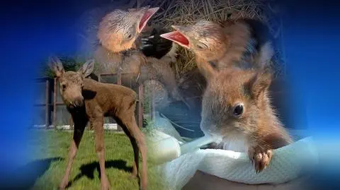 Zastępczy rodzice zwierząt. Pomagają wiewiórkom, łosiom czy zającom