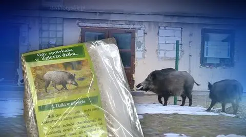 Śmierdząca broń na dzika. By nie rył, gdzie nie trzeba