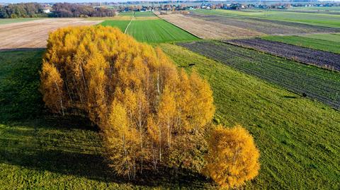 04.11.2018 | Szykuje się kolejny ciepły tydzień tego listopada