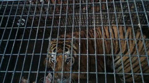 30.10.2019 | Tygrysy z granicy przekazane pod opiekę poznańskiego zoo