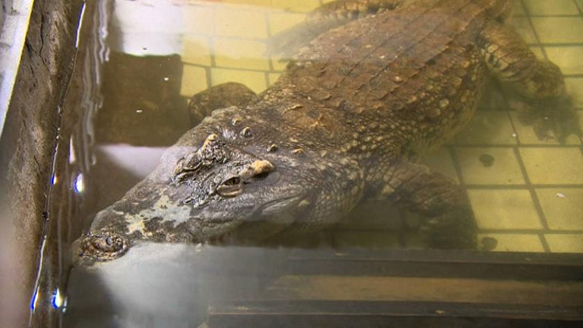 Aligatory i krokodyle popularnymi zwierzątkami domowymi w Rosji
