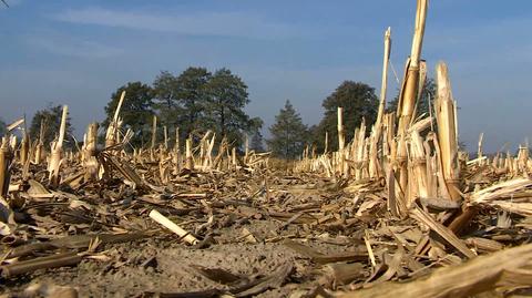 Dolny Śląsk pod wodą, na Bałtyku sztorm, w Suwałkach 33 stopnie. Prognoza pogody na 2050 rok