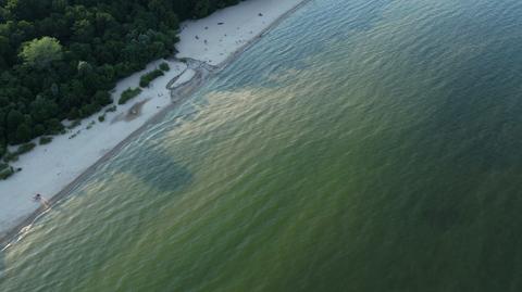 30.06.2021 | Sinice w Zatoce Gdańskiej. Sanepid zamyka kąpieliska w Gdyni i Sopocie