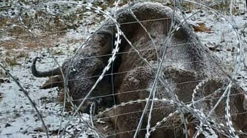 24.01.2022 | Zasieki przy granicy-polsko białoruskiej zagrażają zwierzętom. "To może mieć dramatyczne konsekwencje"