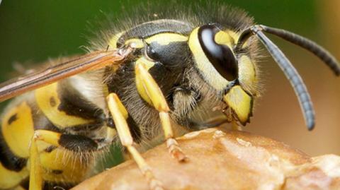 10.08.2018 | Uwaga na pszczoły, osy i szerszenie! Ich użądlenie może mieć poważne konsekwencje