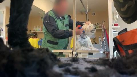 Znany psi fryzjer miał się znęcać nad zwierzętami. Sprawę bada policja