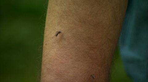18.07.2021 | Uciążliwe plagi komarów w Polsce. Skąd się wzięły? "Nie sprawdzam im paszportów"