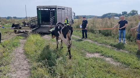 W gospodarstwie na Mazurach wygłodzone i ranne krowy topiły się we własnych odchodach