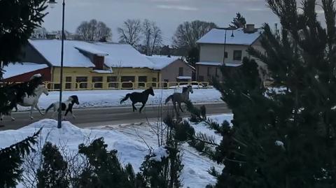 Jedną z ulic Suwałk przegalopowało stado koni