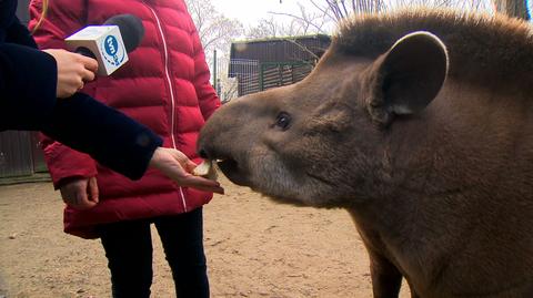 "Będzie można wejść do dziewczyn". Niezwykła wizyta w zoo na licytacji WOŚP