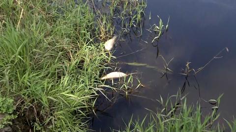 13.08.2022 | Śnięte ryby pojawiły się też w rzece Ner w centralnej Polsce