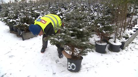 18.12.2021 | W Gdańsku można wypożyczyć choinkę. Opłaty pomogą zwierzętom