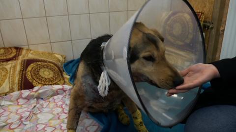 08.04.2021 | Sołtyska wsi Wirki przywiązała psa do haka i ciągnęła zwierzę po asfalcie