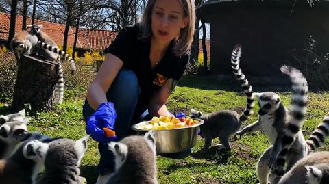 Ogrody zoologiczne świecą pustkami. Pomóc można kupując bilet online