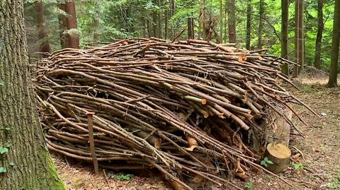 10.06.2022 | Polacy ruszyli po chrust, limitów nie ma. "Ważne, żeby to było na własny użytek"