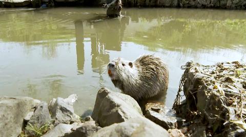 Nutrie w Rybniku stały się atrakcją. Teraz mają zostać odłowione i uśmiercone