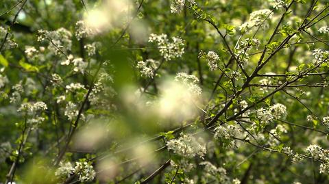 28.04.2019 | Trudna wiosna dla alergików. W tym roku pyłki są bardziej dokuczliwe