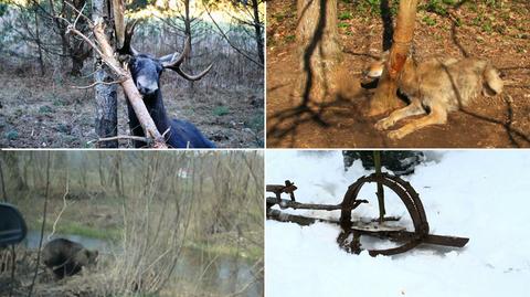 Straż Leśna rusza na walkę z kłusownikami. Bo wnyki to zagrożenie nie tylko dla zwierząt