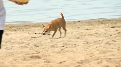 Sąd rozstrzygnął: nie można zakazać wejścia z psem na plażę. Co to oznacza w praktyce?